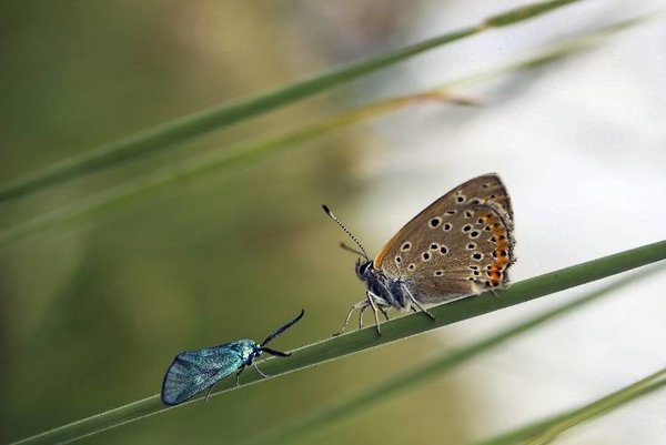 Schmetterling und Motte sitzen auf einem Grashalm